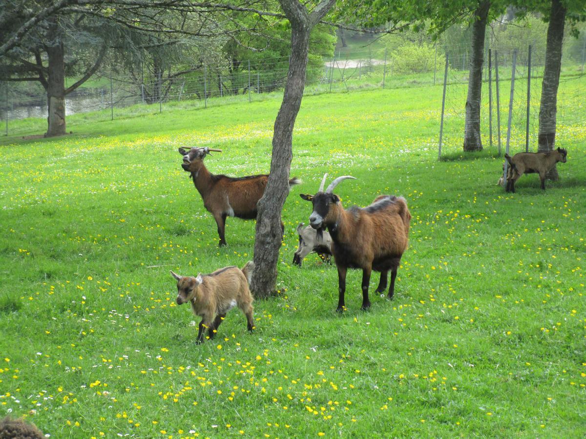 Gite Le Bourgneuf Fresnay-sur-Sarthe Bagian luar foto